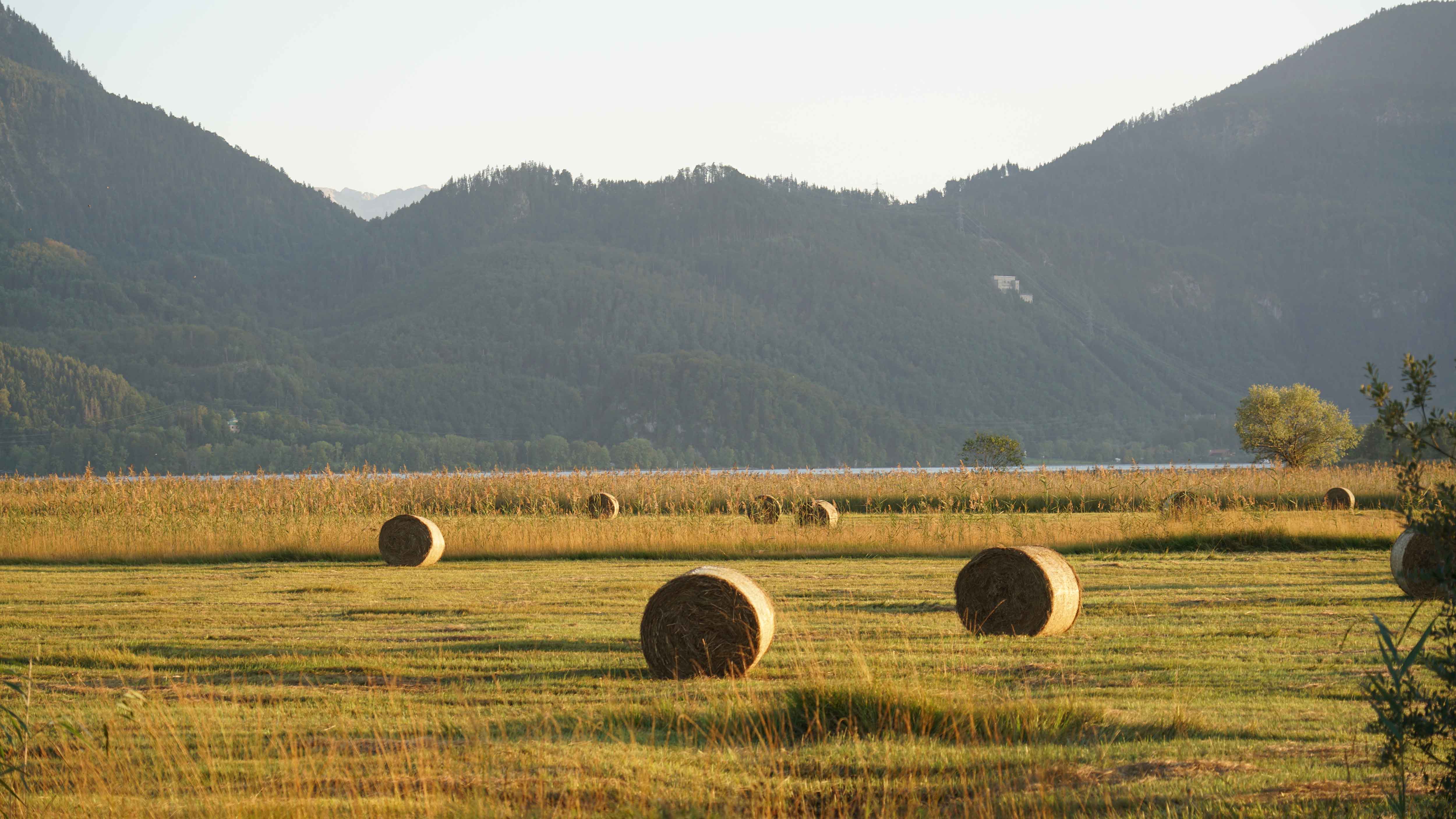 Feld natur 5000